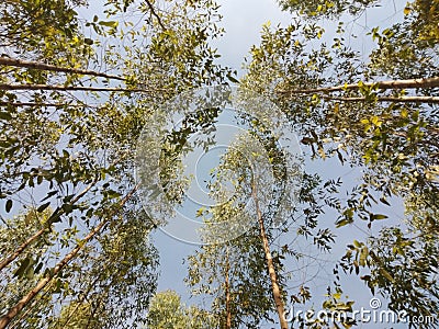 Treetop of eucalyptus tree planting in forest park Stock Photo