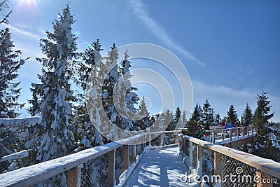 The treetop walk Bachledka in Slovakia Stock Photo