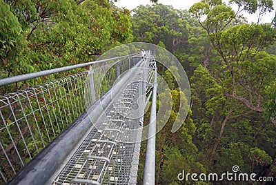 A treetop walk path Stock Photo