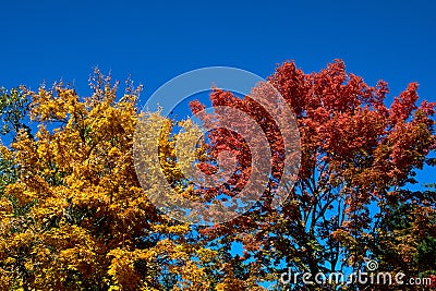 Treetops With Beautiful Fall Colors Against A Bright Blue Sky. Stock Photo