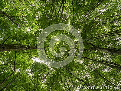 Treetops with fresh green leaves in the beechwood forest Stock Photo