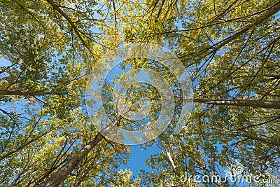Treetops in a poplar forest in southern Spain Stock Photo