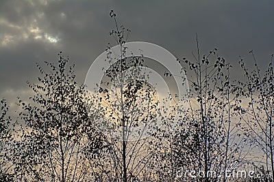 Treetops of young birch trees against a cloudy evening sky Stock Photo