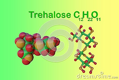 Trehalose sugar molecule. Also known as tremalose or mycose. It is a disaccharide consisting of two molecules of glucose Cartoon Illustration