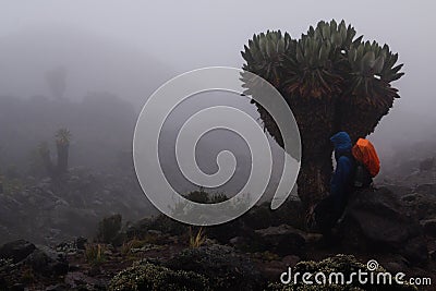 Trekker at Kilimanjaro Stock Photo