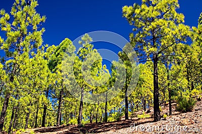 Trekking to Paisaje lunar moon landscape from Vilaflor along green canarian pine trees Pinus canariensis growing on lava Stock Photo