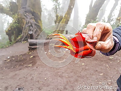 Trekking trail of Acatenango volcano ,Guatemala Stock Photo