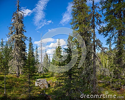 Trekking wooden path at beautiful wild place crossing a dense taiga forest, walkway to the adventurous. Finland. Exploration Stock Photo
