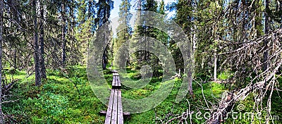 Trekking wooden path at beautiful wild place crossing a dense taiga forest, walkway to the adventurous. National Reserve Stock Photo