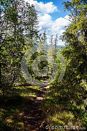 Trekking wooden path at beautiful wild place crossing a dense taiga forest, walkway to the new experience. Vertical. National Stock Photo