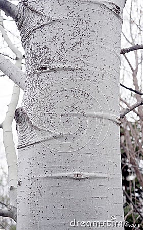 Trembling aspen with tent caterpillar Stock Photo