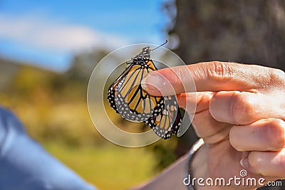 Tagging the Monarch Butterflies in Tennessee Stock Photo