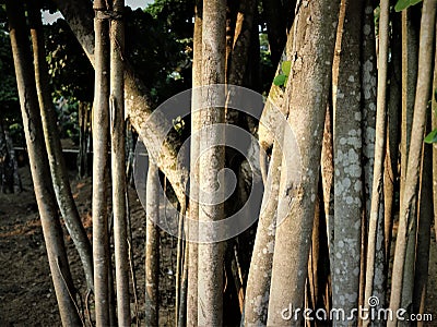 Trend of Korean Banyan Bonsai (Ficus microcarpa var. crassifolia) in Indonesia Stock Photo