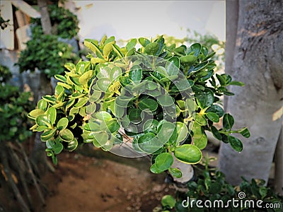 Trend of Korean Banyan Bonsai (Ficus microcarpa var. crassifolia) in Indonesia Stock Photo