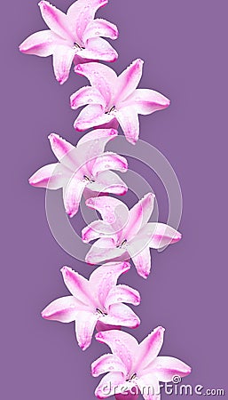 Trends flower collage: pink hyacinths on a pastel purple background. Minimalism. Stock Photo