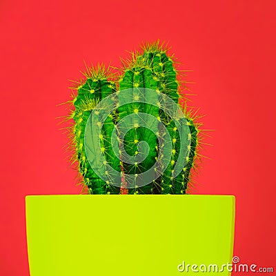 Trendy vibrant neon coloured minimal background with cactus plant. Cactus plant. Fashion style cacti concept. Stock Photo