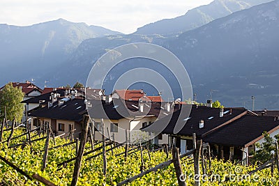 Trentino landscape with fresh spring vineyards and rural houses with Alps on background Stock Photo