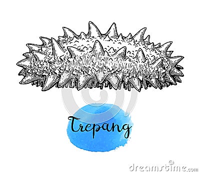 Trepang ink sketch. Vector Illustration