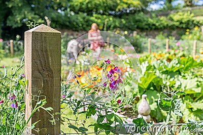 Trerice garden cornwall england uk. ladiesin the potager Stock Photo
