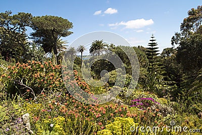 Tresco Abbey Garden, Scilly Isles Stock Photo