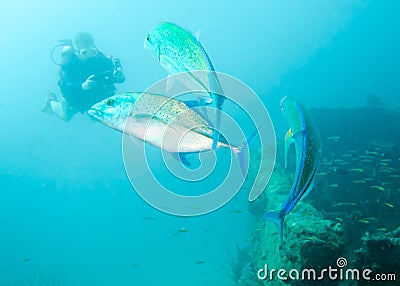 Trevally fishes and a silhouette of a diver photographing them over a sunken ship at the bottom of the Indian Ocean Editorial Stock Photo