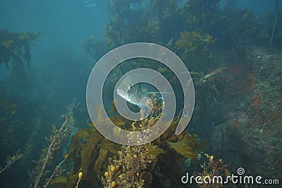 Trevally hiding in kelp Stock Photo