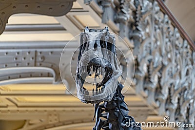 Trex skull skeleton Editorial Stock Photo