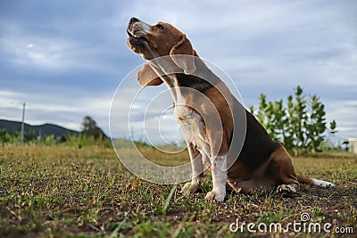 A tri-color beagle dog howling while sitting on the field Stock Photo