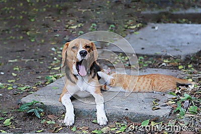 A tri-color beagle dog is yawning, and a brown cat is playing nearby ,on a footpath Stock Photo