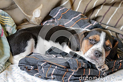 Tri-color beagle puppy sleeping Stock Photo