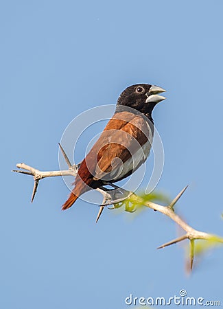 Tri Color Munia Bird Stock Photo