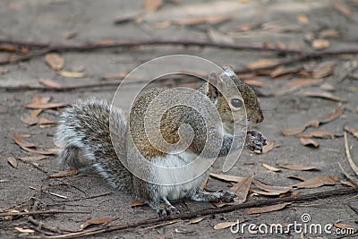 Cute Squirrel eating some nuts and staring at me taking photo Stock Photo