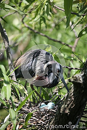 Tri-colored heron nesting Stock Photo