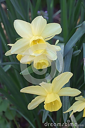 Triandrus dafodil flowers Stock Photo