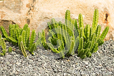 Triangular euphorbia cactus plant on the rock background. Stock Photo