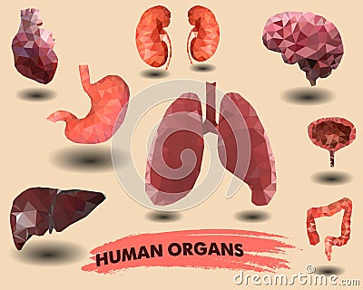 Human internal organs icons set. Vector Illustration