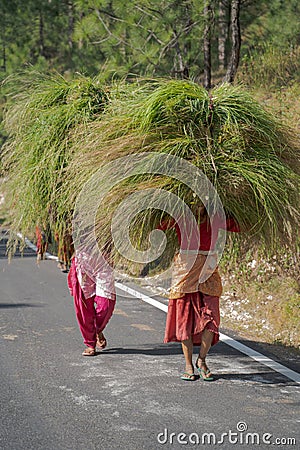 Tribal village ladies carrying hay for fodder fro cattle on Indian road Editorial Stock Photo