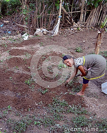 Tribal woman farming in her kitchen garden Editorial Stock Photo