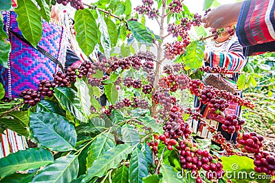 Tribe Akha farmer woman harvesting arabica coffee berries in the Stock Photo