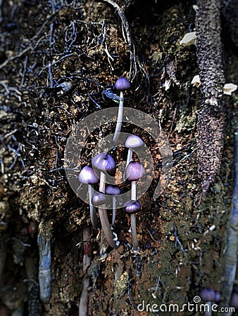A tribe of Cute tiny Mushrooms Stock Photo