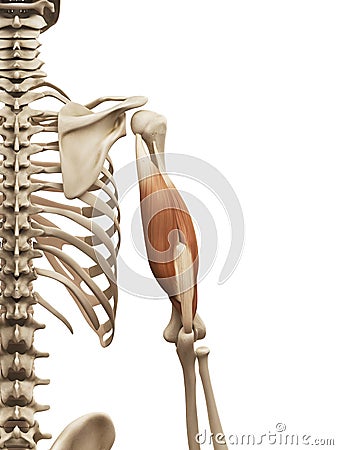The triceps Stock Photo