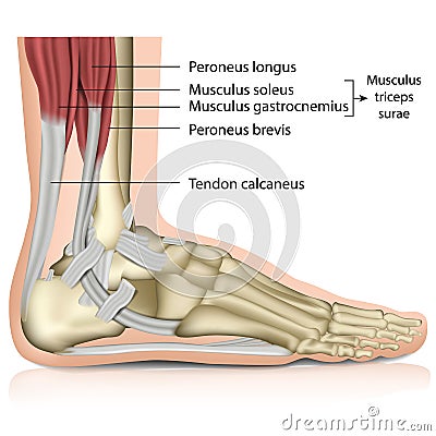 Triceps surae ankle joint 3d medical illustration Cartoon Illustration