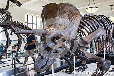 Triceratops horridus in American Museum of Natural History Editorial Stock Photo