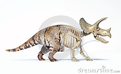 Triceratops morphing from skin to skeleton Stock Photo