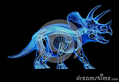 Triceratops skeleton x-ray on black background Stock Photo