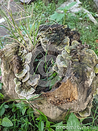 Trichaptum Biforme, ia voracious fungus decomposer of dead wood, hardwood stump, or logs Stock Photo