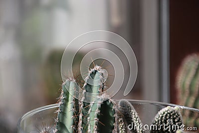 Trichocereus pasacana cactus plant with prickle at home to grow. Stock Photo