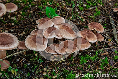 Tricholoma imbricatum, Matt knight mushroom in the autumn forest Stock Photo