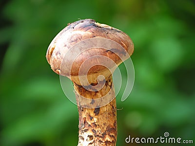 Tricholoma matsutake Stock Photo