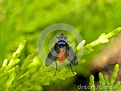 Trichopoda Pennipes Stock Photo